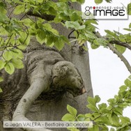 Jean VALERA - Bestiaire arboricole.jpg