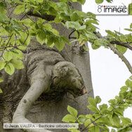 Jean VALERA - Bestiaire arboricole.jpg